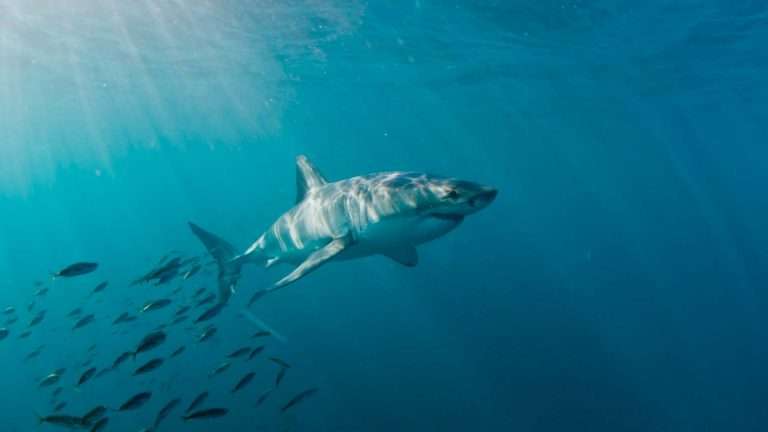 Shark Town TOP